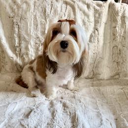 Roxy - Havanese