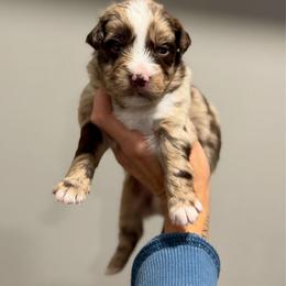 Luigi - Red merle male Australian Shepherd puppy in Tyner, Kentucky from Lil’ Town Aussies
