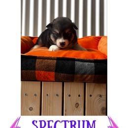 Spectrum - Agouti and white female Alaskan Malamute puppy in Easton, Maryland from Stars Howl-O Kennels by FurEver Friends Inc