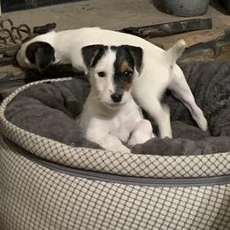 Border Terrier and Jack Russell Terrier Puppies from Dig Em Out Terriers / Twin Willow Borders