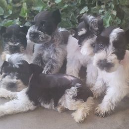 Miniature Schnauzers from Betty's Babies