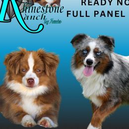 Toy Australian Shepherd puppies from Rhinestone Ranch