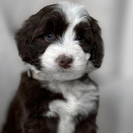Fernie - Brown and white Portuguese Water Dog puppy in Mount Vernon, Ohio from Portie Club PWD's
