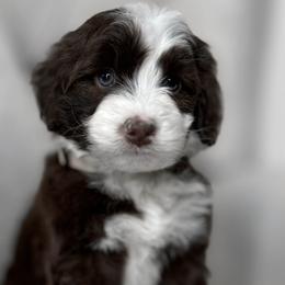 Fernie - Brown and white Portuguese Water Dog puppy in Mount Vernon, Ohio from Portie Club PWD's