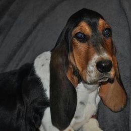 Basset Hounds from Beckstrom’s Family Bassets