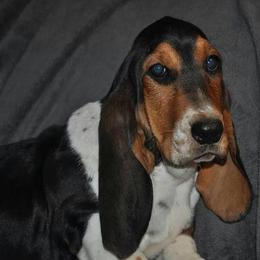 Basset Hounds from Beckstrom’s Family Bassets