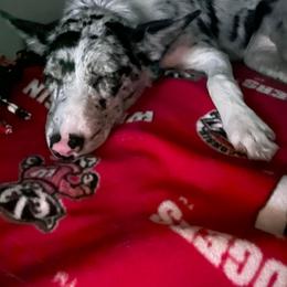 Border Collie Puppies from By Design Farm