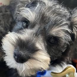 Boy 4 - male Miniature Schnauzer puppy in Kingston, Georgia from Mary Jean Suhor