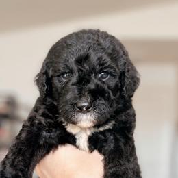Lumen, Girl - Black and white female Bernedoodle puppy in Maricopa, Arizona from Desert Ridge Doodles