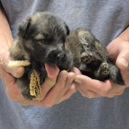 Boy 5 - Sable male German Shepherd puppy in Lake George, Colorado from High Country German Shepherds