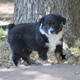 Australian Shepherd, Miniature Australian Shepherd, and Toy Australian Shepherd Puppies from TK Standard, Mini, & Toy Aussies