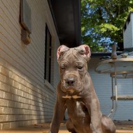 Gray Male 2 - Gray male Cane Corso puppy in Knoxville, Tennessee from Crowned Corso