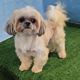 Zeus - Shih Tzu