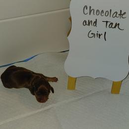 Pumpkin - Black and tan female Dachshund puppy in Indianapolis, Indiana from Wiggly Weenies