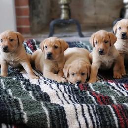 Labrador Retriever Puppies from Holyoke Kennel