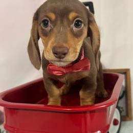 Girl 2 - Chocolate and tan female Dachshund puppy in Lakeland, Florida from Ruthie’s Rich Mini Dachshunds