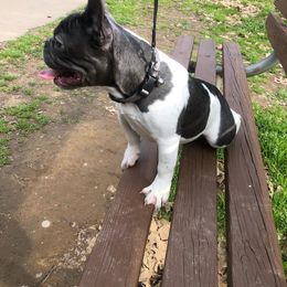Blue Pied Girl 💖 - French Bulldog puppy in Charlotte, North Carolina from French Blu’s