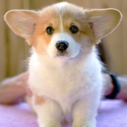Pembroke Welsh Corgis from Anlen Pembroke Welsh Corgis