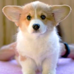 Pembroke Welsh Corgis from Anlen Pembroke Welsh Corgis