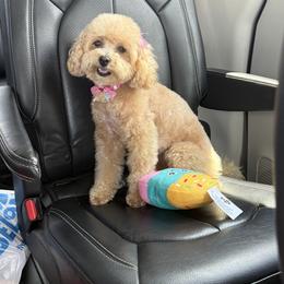 Maltipoos from Rosie’s Maltipoo’s