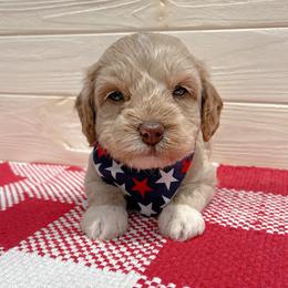 Usher - Caramel ice male Australian Labradoodle puppy in Harrisonville, Missouri from Blessed Day Doodles