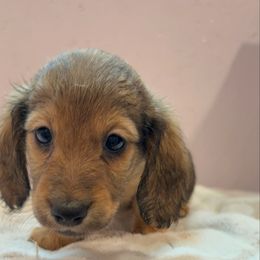Misty - Cream female Dachshund puppy in Massies Mill, Virginia from Pigeon Hill Dachshunds