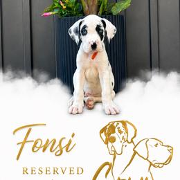 Fonsi - Harlequin male Great Dane puppy in Liberty, New York from Catskills Greatest Danes