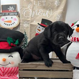 Purple - Black male Labrador Retriever puppy in Heath Springs, South Carolina from Rich Hill Retrievers