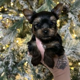 Boy - Black and tan male Yorkshire Terrier puppy in Georgia from Nalley Kennels