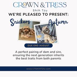 Prince Blue - Black and tan male Shih Tzu puppy in Xenia, Ohio from Crown & Tress Shih Tzu