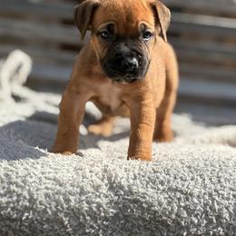 Girl 1 Red Blk mask - Red female Boerboel puppy in Mansfield, Texas from Dynasty Blue Ridge Boerboel