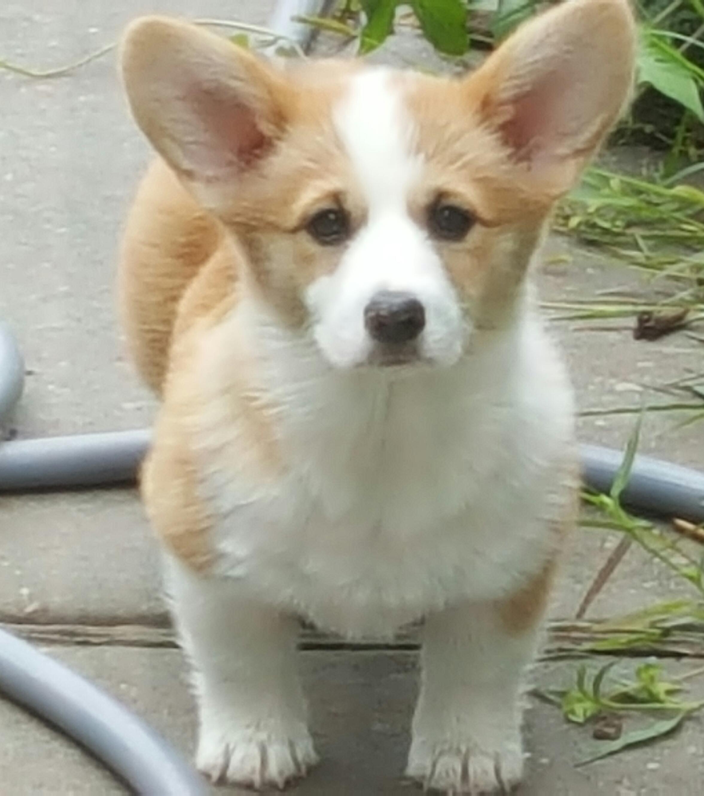 Genuwin in Arizona | Pembroke Welsh Corgi puppies | Good Dog, image size:2354x2660