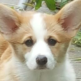 French Bulldogs and Pembroke Welsh Corgis from Genuwin