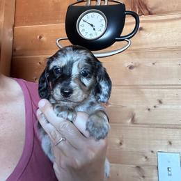 Boy 2 - Dapple male Dachshund puppy in Cheyenne, Wyoming from Great Basin Hounds