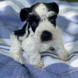 Miniature Schnauzer Puppies from Sandy Creek Schnauzers