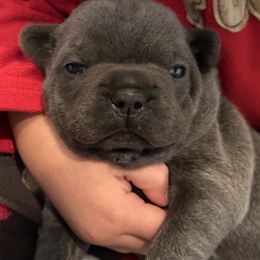 French Bulldog Puppies from French Connection Frenchies