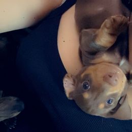 AKC  Chocolate and Tan Boy with blue eyes - Piebald male Dachshund puppy in Proctor, Montana from Blue Star Dachshunds