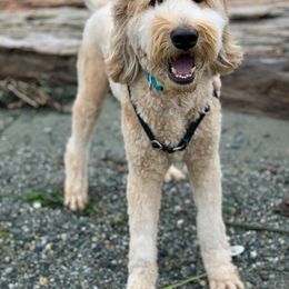 Goldendoodle All Grown Up from Doo a Little Doodle
