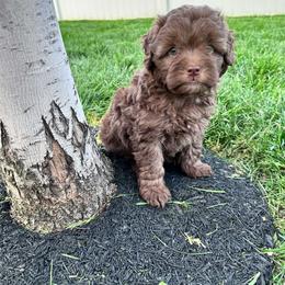 Audrey - Red female Aussiedoodle puppy in Post Falls, Idaho from North Idaho Miniature Aussiedoodles