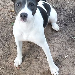 Dazzle - White and blue female Rat Terrier puppy in Conroe, Texas from Mysthaven Rat Terriers