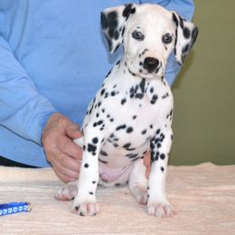 Boy 2 - White and black male Dalmatian puppy in Maryville, Tennessee from Coachside Dalmatians