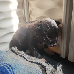 Siberian Husky Puppies from Spirit of the Moon Siberians