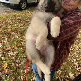Shiloh Shepherd Puppies from Edelweis Shiloh Shepherds
