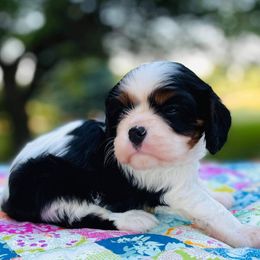 Cavalier King Charles Spaniels from Ellison Cavaliers