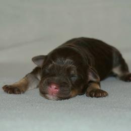Boy 1 - Chocolate male Havanese puppy in Angier, North Carolina from Hoppy Havanese