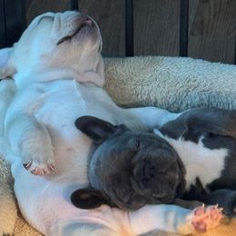French Bulldogs from Wheat State Puppy Co, LLC