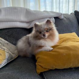 Lolo - Pomeranian