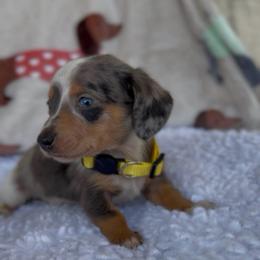 Boy 1 - Dapple male Dachshund puppy in Bakersfield, California from KC Doxies