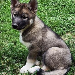 Siberian Husky puppies from Xavier's Home for Gifted Huskies