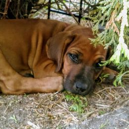 Rhodesian Ridgebacks from Msasa Rhodesian Ridgebacks